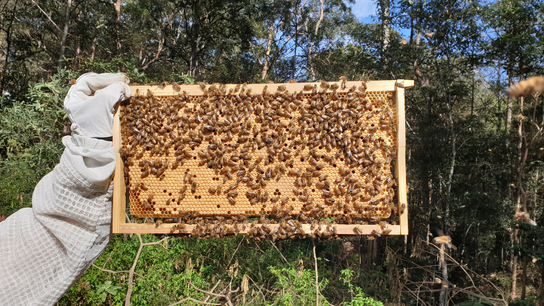 Why Beeswax?