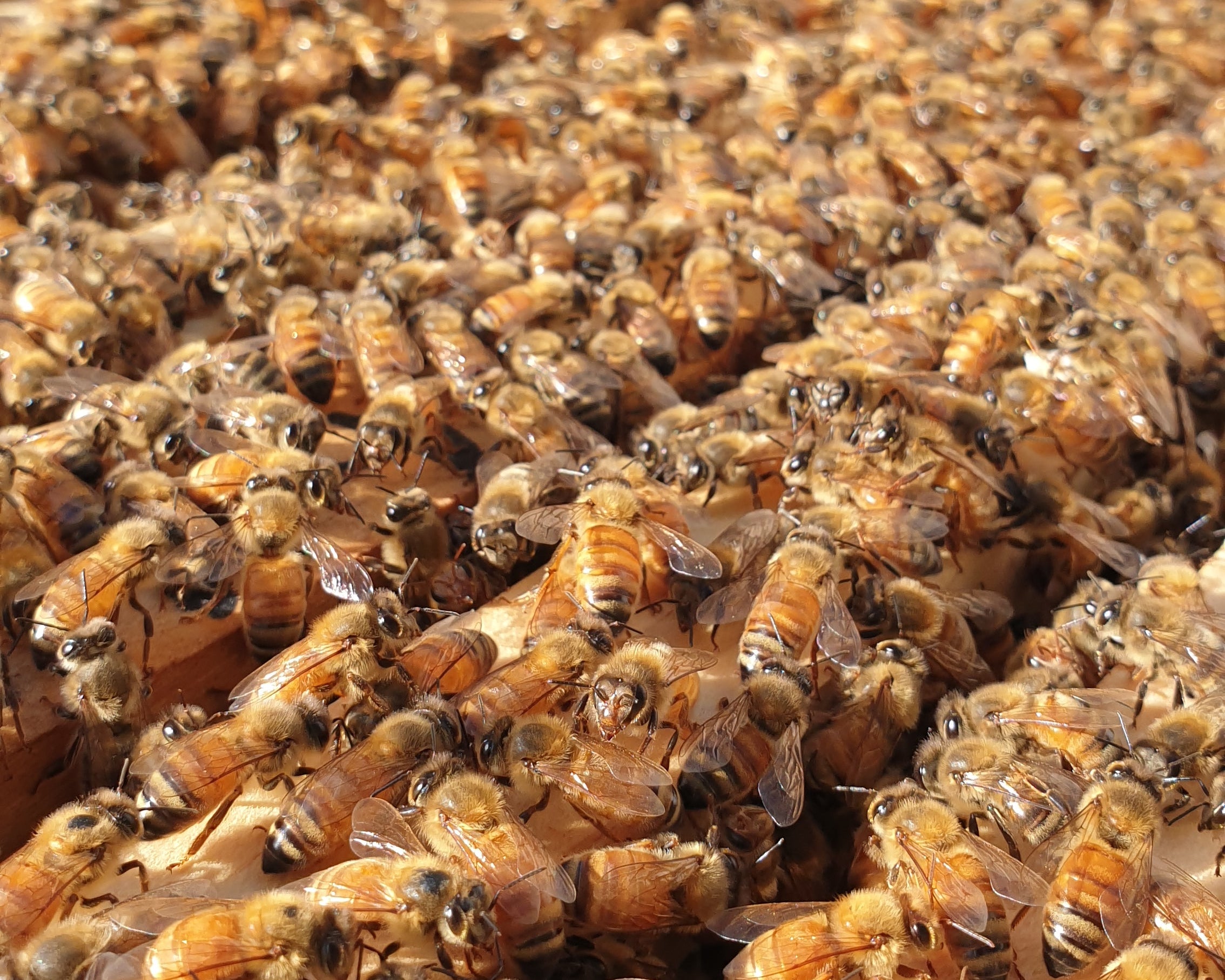 Bees on frames