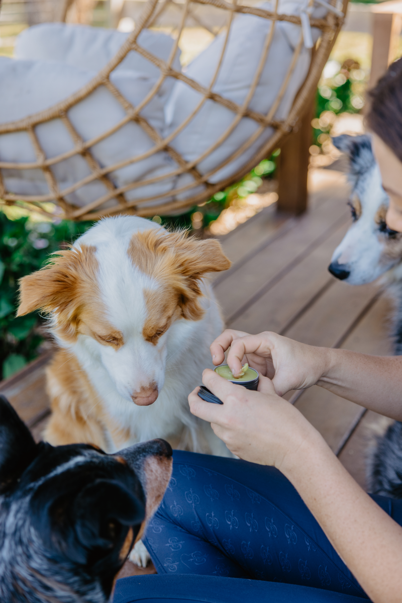 Eco Dog Bundle