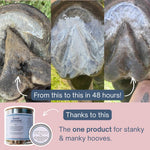 Before and after comparison of a horse's hoof with text and Hoof Beehave product image on a pink background.