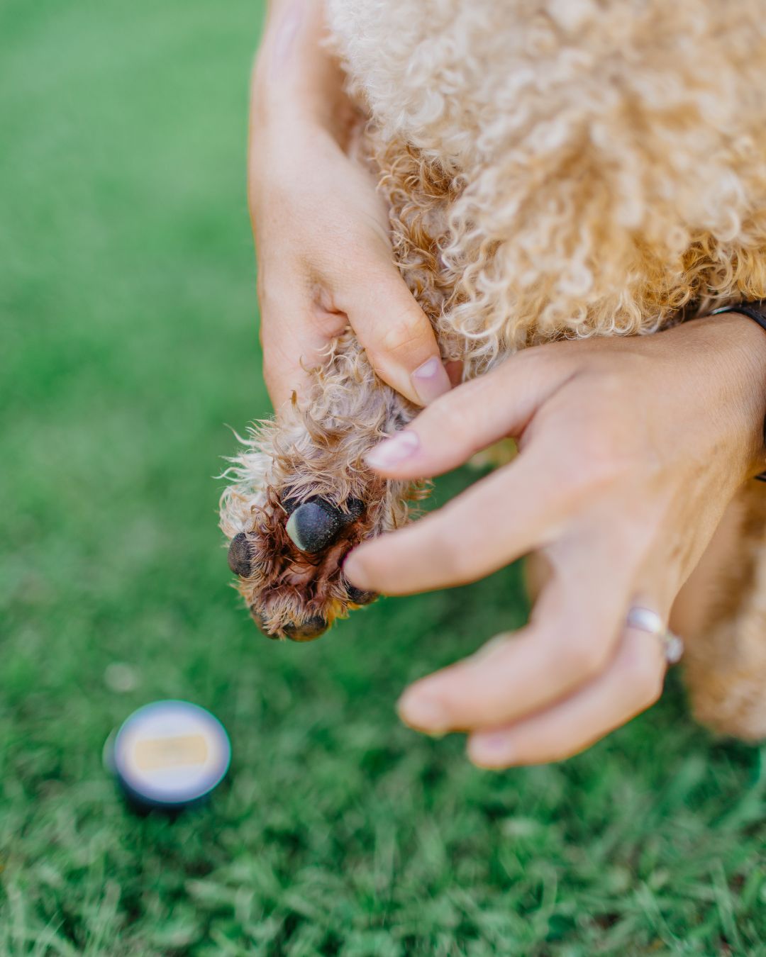 Bee Pawsome - Pet Paw Balm