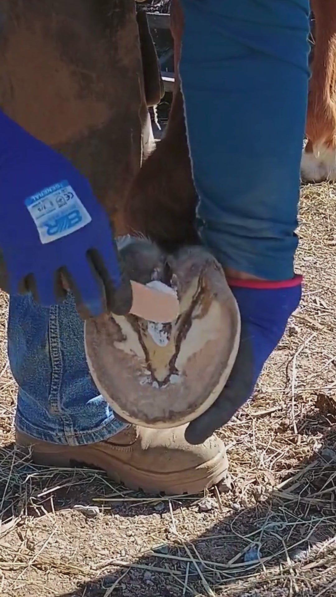 Hoof Beehave - Zinc Hoof Paste Large Size